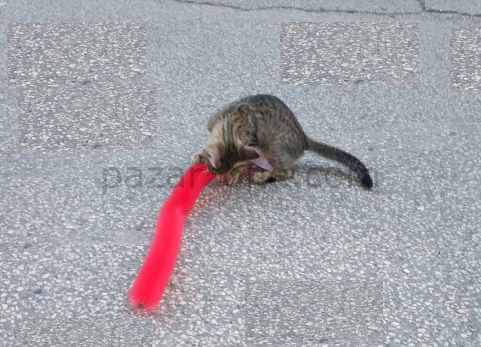 Kedi Tırmalama Fırçası - Kedi Oyuncağı