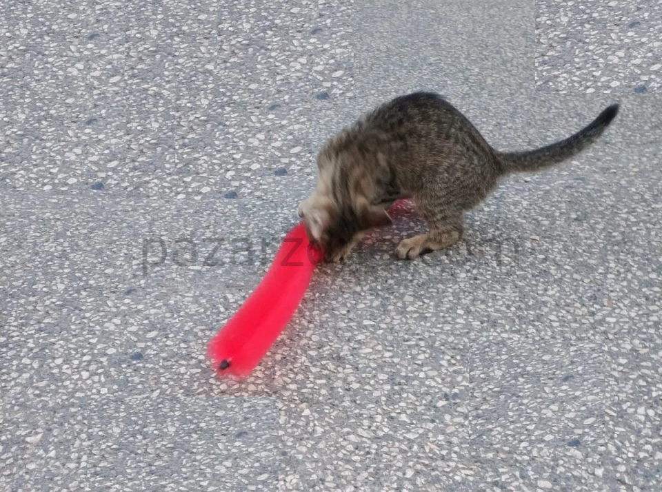 Kedi Tırmalama Fırçası - Kedi Oyuncağı