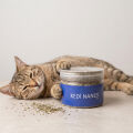 Doğal Kedi Nanesi (Catnip) - 250 ml Kavanoz - Eğlenceli ve Doğal