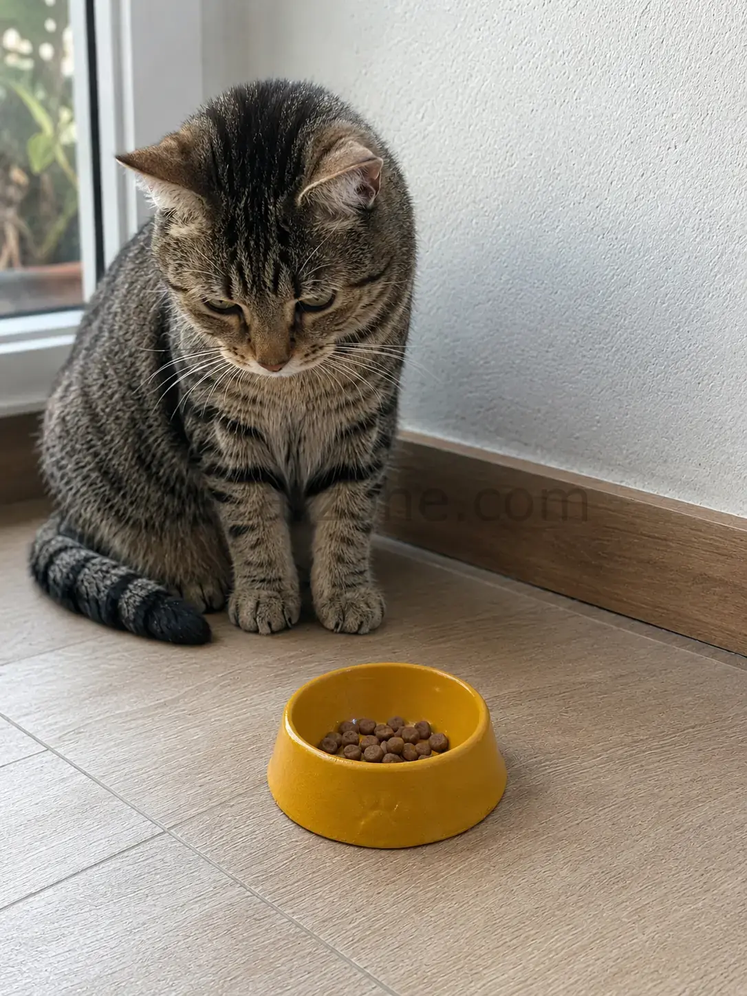 Pati Desen Model Beton Kedi Köpek Mama ve Su Kabı 13 cm çap x 4 cm - Bronz